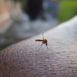 В Бразилії зафіксували першу смерть від всесвітньої хвороби, яку переносять мухи та комарі