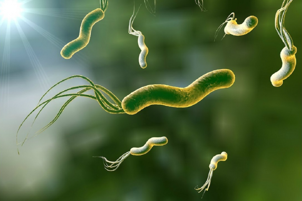 Helicobacter pylori — бактерия, выявляемая в желудке и двенадцатиперстной кишке