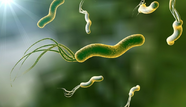 Helicobacter pylori — бактерия, выявляемая в желудке и двенадцатиперстной кишке