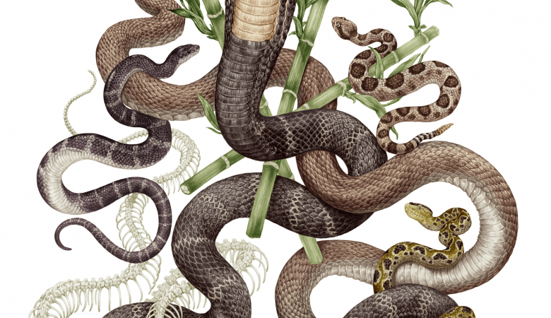 Небезпечна контрабанда: чоловіка із сотнею живих змій у штанях заарештовано в Китаї