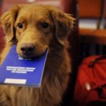 В Україні запровадять електронні ветпаспорти для домашніх улюбленців: що потрібно знати