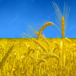 Вплив російсько-української війни на аграрний сектор: проблеми експорту зернових культур