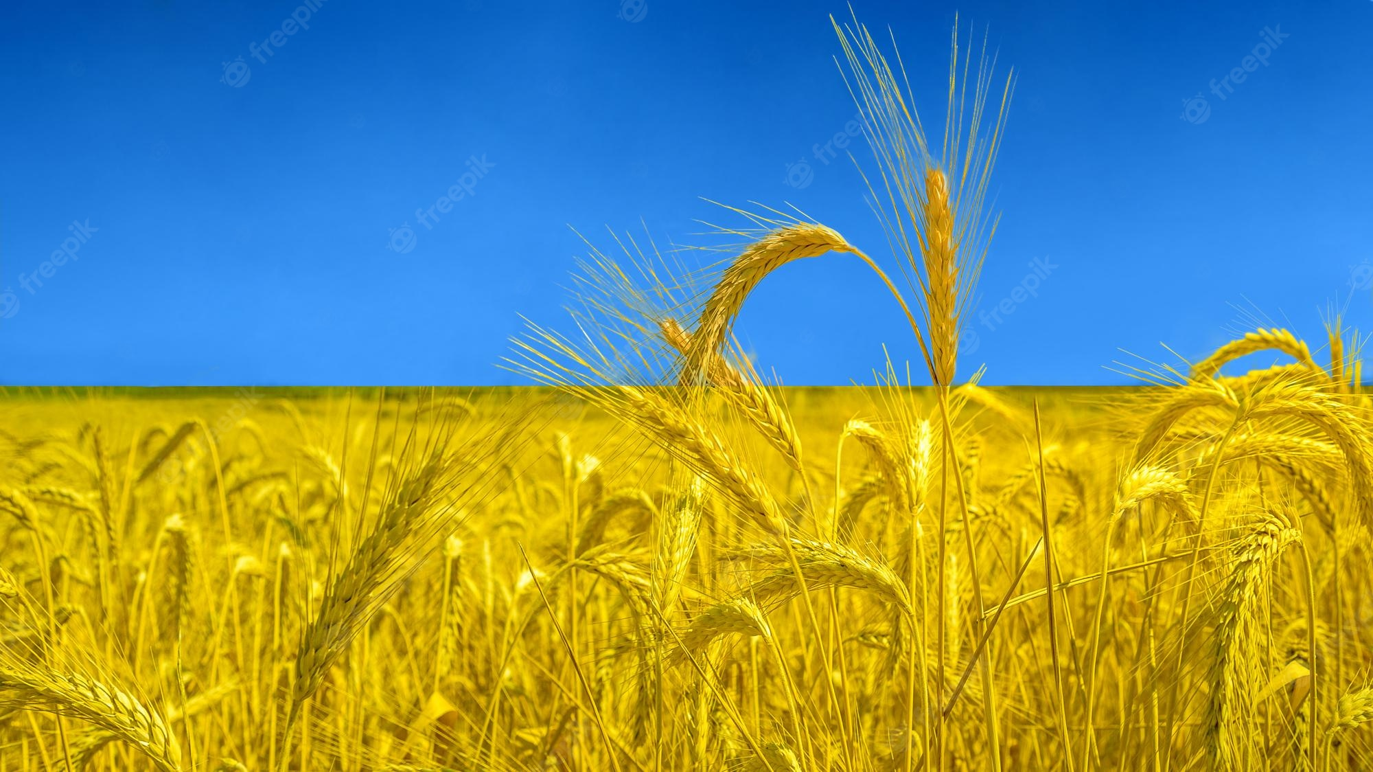 Вплив російсько-української війни на аграрний сектор: проблеми експорту зернових культур