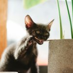 Чи отруйний хлорофітум чубатий для котів або ні?