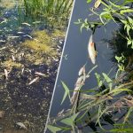 Забруднення річок Сейм і Десна: дані про стан води на сьогодні