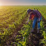 Сільськогосподарський експорт України: які продукти нині у найвищому попиті?
