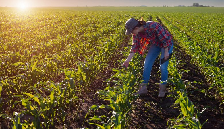 Сільськогосподарський експорт України: які продукти нині у найвищому попиті?