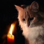 Графіки відключення світла Буковина 13 січня: актуальна інформація