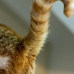 Чому ми кажемо «коту під хвіст»? Історія виникнення та походження фразеологізму