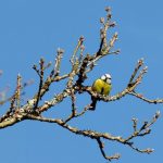 Яке свято 11 березня святкують в Україні: чому сьогодні не можна їсти птицю та викидати старі речі