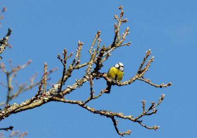 Яке свято 11 березня святкують в Україні: чому сьогодні не можна їсти птицю та викидати старі речі