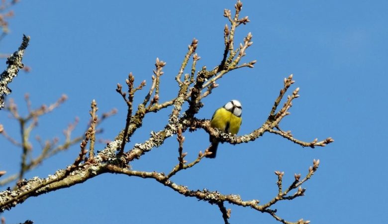 Яке свято 11 березня святкують в Україні: чому сьогодні не можна їсти птицю та викидати старі речі