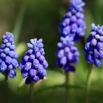 Яке свято 8 квітня в Україні: кого вшановують, що не можна робити та що віщує погода