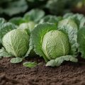Що зробити, щоб отримати гарний урожай білокачанної капусти?