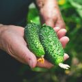 Що посадити поруч з огірками? 3 ідеальні компаньйони