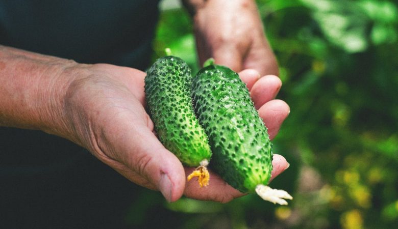 Що посадити поруч з огірками? 3 ідеальні компаньйони