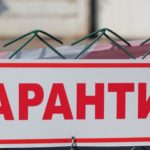 На Київщині виявлено випадок сказу: де запроваджені карантинні обмеження