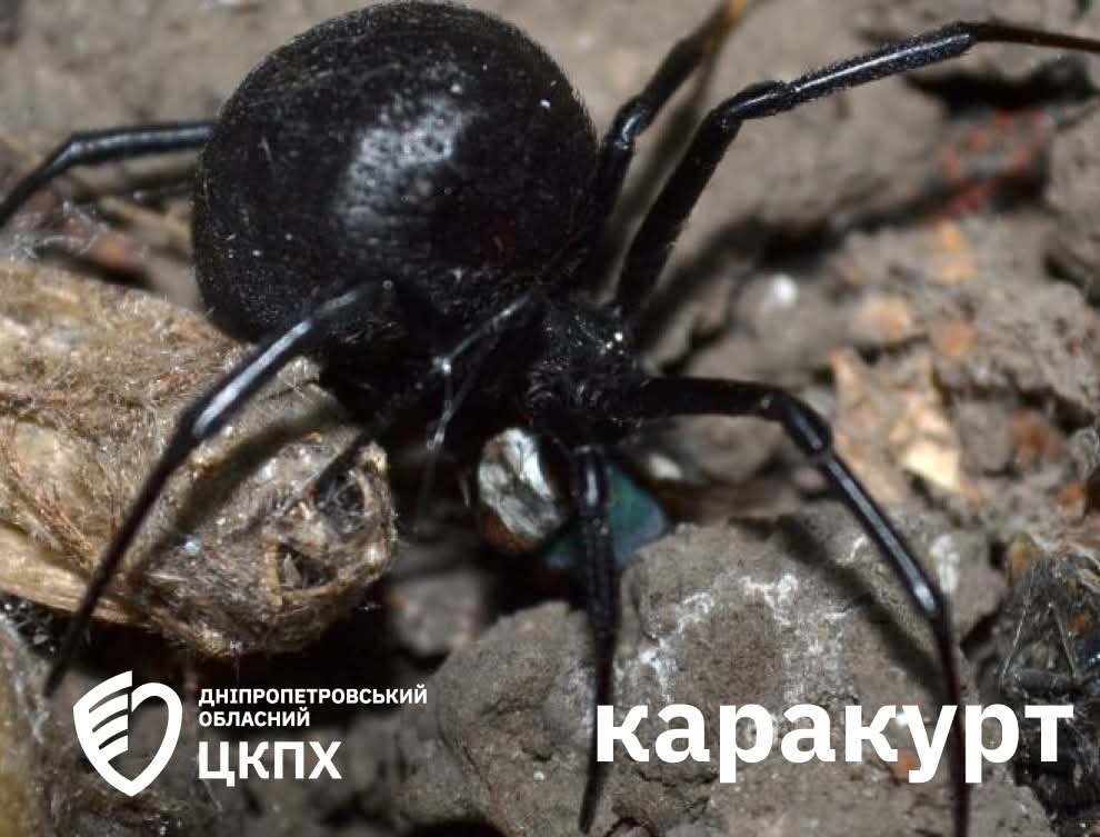 В Україні з’явились нові небезпечні павуки через зміни клімату: як їх розпізнати