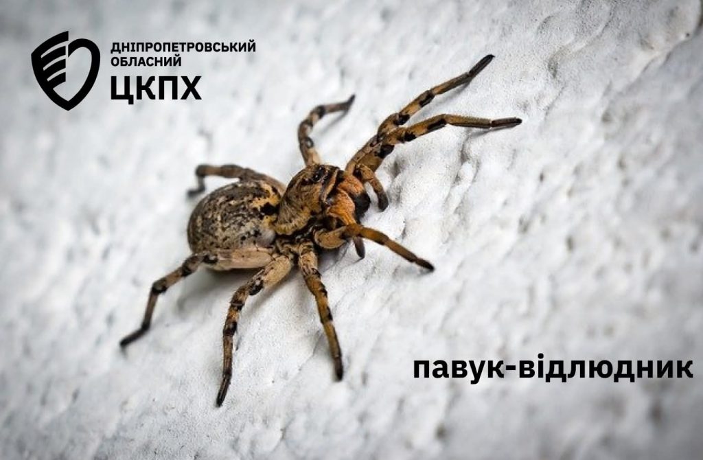 В Україні з’явились нові небезпечні павуки через зміни клімату: як їх розпізнати