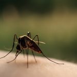 До чого сняться комарі: розгорнуте тлумачення снів та їх символіка