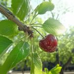 Як боротися з вишневою мухою? Вам потрібна лише кухонна сіль