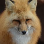 Що таке шельма: значення, походження слова і коли його використовують