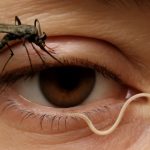 Україною шириться дирофіляріоз: що це за хвороба, як її виявити та захистити себе від зараження