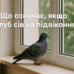 Що означає, якщо голуб сів на підвіконня: народні прикмети