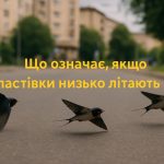 Що означає, якщо ластівки низько літають: народні прикмети