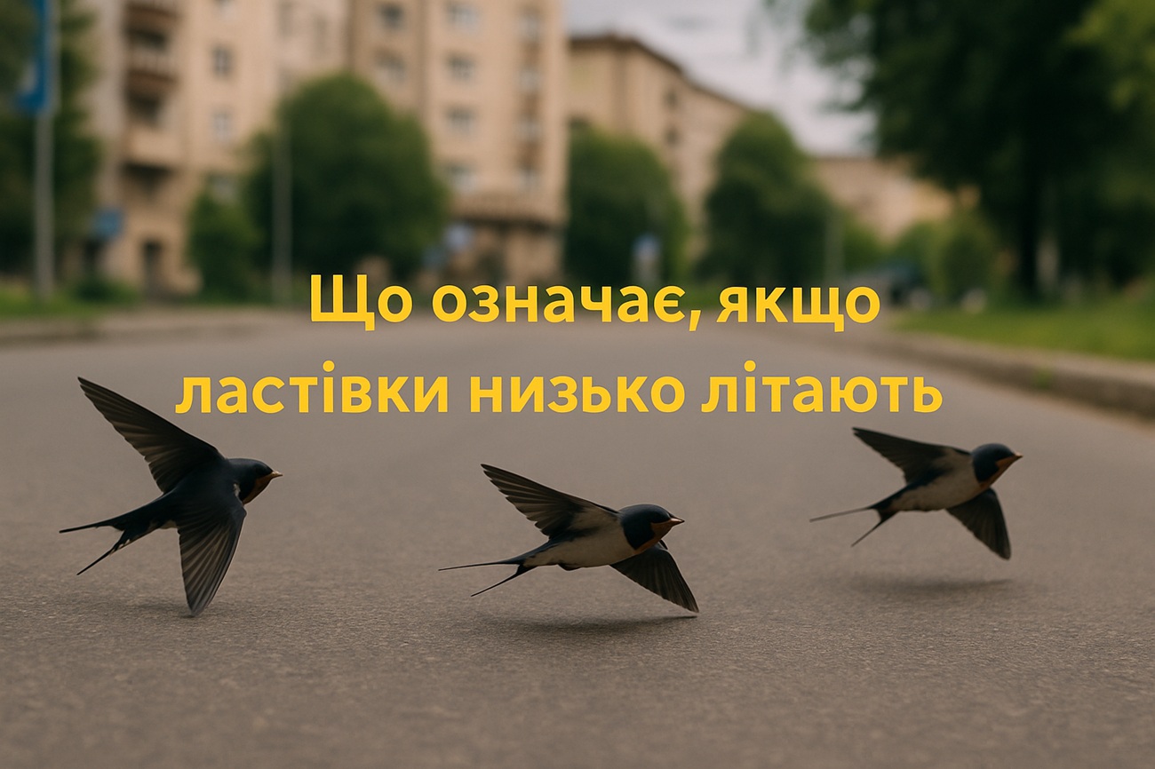 Що означає, якщо ластівки низько літають: народні прикмети