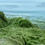В Одесі зафіксовано небезпечне забруднення морської води: як уникнути алергії та інфекцій