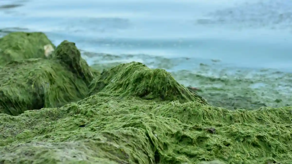 В Одесі зафіксовано небезпечне забруднення морської води: як уникнути алергії та інфекцій