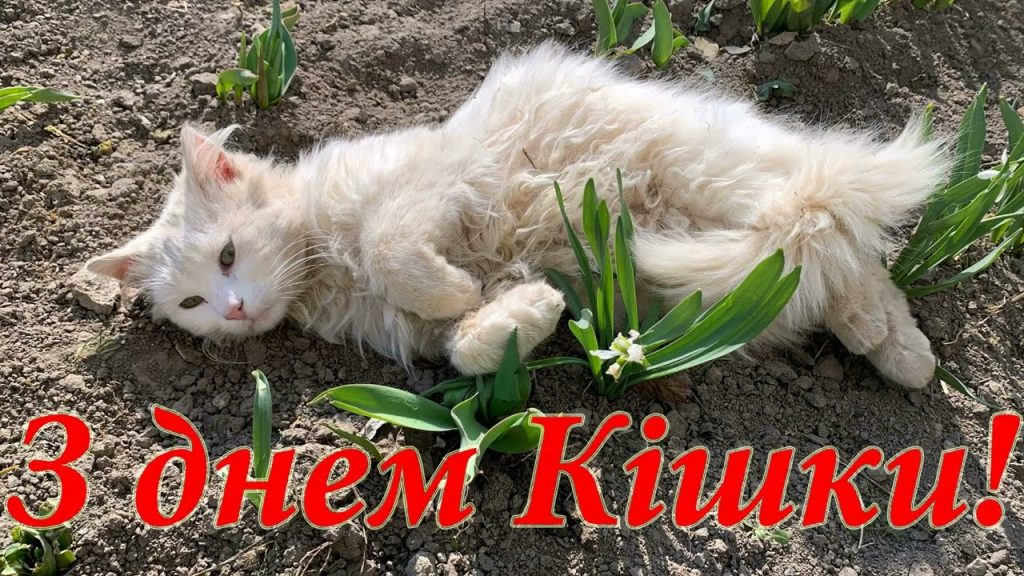 8 серпня — Міжнародний день кота: картинки та зворушливі привітання любителям пухнастих