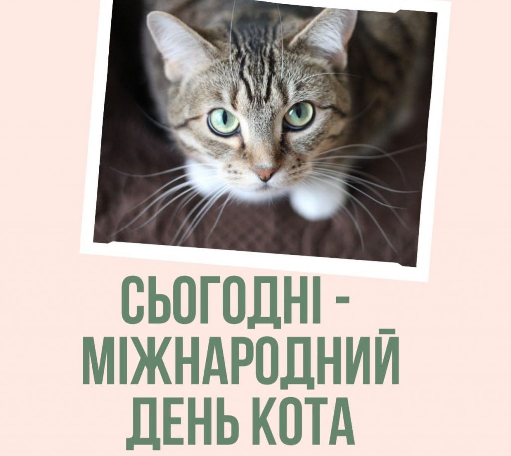 8 серпня — Міжнародний день кота: картинки та зворушливі привітання любителям пухнастих