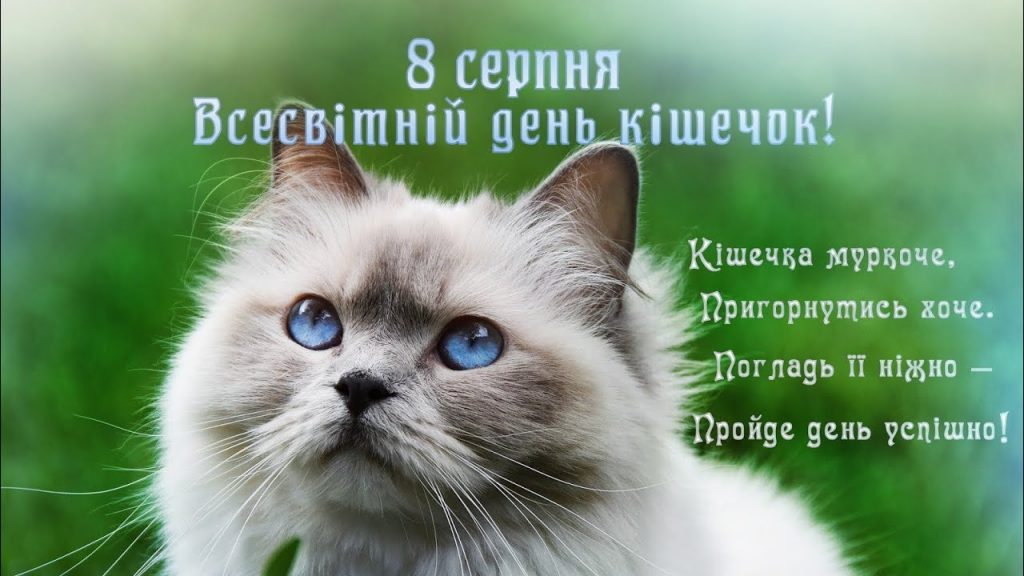 8 серпня — Міжнародний день кота: картинки та зворушливі привітання любителям пухнастих