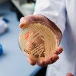 Грибок Candida auris у Європі: як швидко поширюється та як лікарні борються з цим стійким патогеном