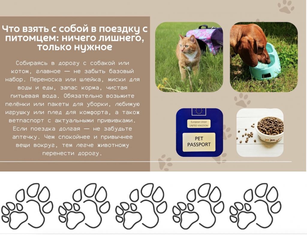 Что взять с собой в дорогу с питомцем: список необходимых вещей