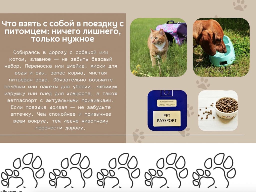 Что взять с собой в дорогу с питомцем: список необходимых вещей