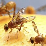 Що таке муха-горбатка, чому вона небезпечна для людини та як її розпізнати