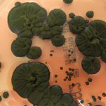 Що таке гриб із ЧАЕС Cladosporium, який живиться радіацією, і чому його вважають майбутнім живим щитом у космічних експедиціях