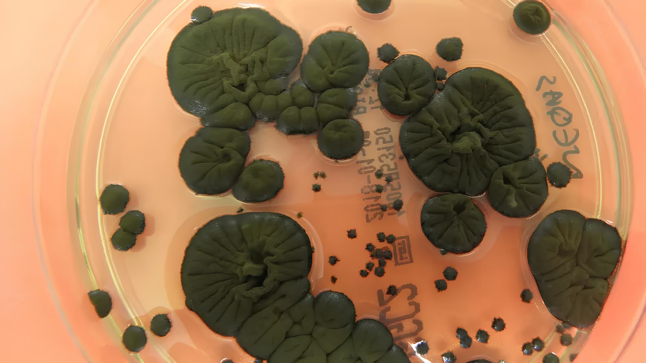 Що таке гриб із ЧАЕС Cladosporium, який живиться радіацією, і чому його вважають майбутнім живим щитом у космічних експедиціях
