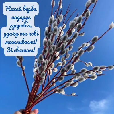 З вербною неділею 2026: найкращі привітання в смс, в прозі, картинки українською