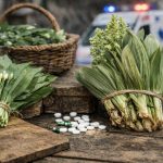 У Львові спортивний лікар помер після отруєння чемерицею, яку на ринку продали як черемшу — як розпізнати отруйну рослину