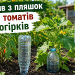 Крапельний полив з пляшок для огірків і томатів: 3 способи, отвори та схема розміщення