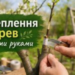 Як зробити щеплення дерев: копулювання, у розщеп, окулірування та фіксація