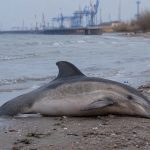 Чорне море перетворюється на зону екологічного лиха: на узбережжі Одещини виявили десятки загиблих дельфінів