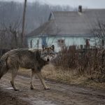 В Україні зафіксували різке збільшення кількості вовків: чому хижаки все частіше з'являються біля людей