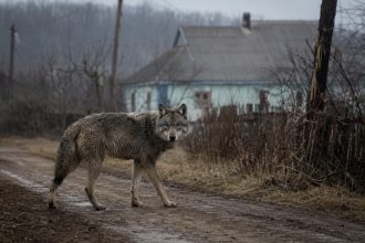 В Україні зафіксували різке збільшення кількості вовків: чому хижаки все частіше з'являються біля людей
