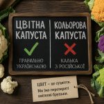 Цвітна капуста чи кольорова — як правильно