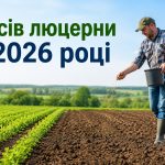Коли сіяти люцерну у 2026 році: норма висіву, посів вручну та технологія вирощування